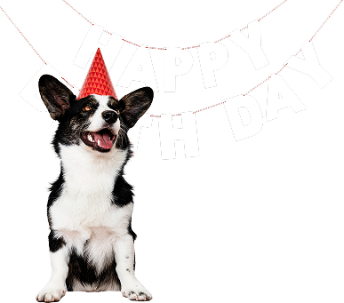 Border Collie with a red birthday hat